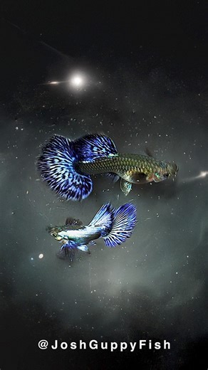 The vibrant hues of a guppy shimmer like a miniature galaxy, swirling with cosmic blues, purples, and iridescent greens. Their scales glisten like distant stars, reflecting light in endless, mesmerizing patterns. With each flick of their tails, they resemble a nebula drifting through the vast universe, a tiny cosmos swimming in water. 🌌 #Aquarium #Guppy | Joshguppyfish 喬的孔雀魚