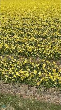 Yellow Flower Field | Gentle Wind in a Dutch Field