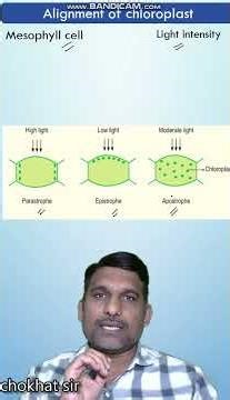Alignment of chloroplast, #phtosynthesis #ncertsolutions #biologyshorts #neet2025