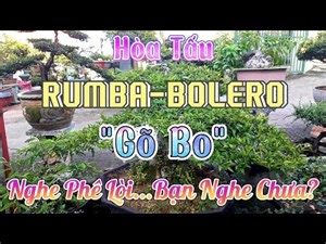 Lk Bolero Rumba Gõ Bo Mới Nhất Hiện Nay - Hòa Tấu Rumba Bolero Không Lời Phong Cách Gõ Bo Hay Nhất