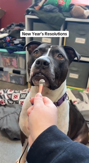 We asked some our of pets what their New Year's Resolutions were for 2025. Here were their answers! Do your pets have any resolutions for 2025? What about you?! At HSSW, our resolution for 2025 is to pet more cats and dogs than we did in 2024😍 | Humane Society of Southern Wisconsin