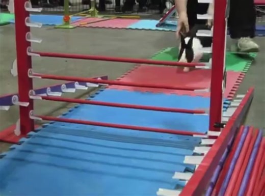 Bunny cheats #bunny #fyp | bunny videos