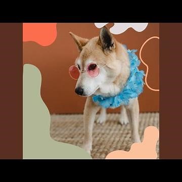 Amazing Music for Dog Parties