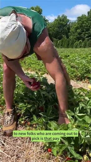 Make the most of Pick Your Own strawberries this season