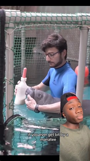 1.6K views · 37 reactions | Replying to Long live Hugh, what a way to go #manatee#marinebiology#cute#animals | Mamadou Alumni | Facebook