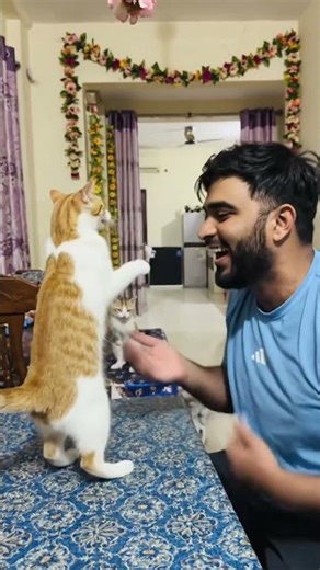 CRAZY CAT 😂 #shorts