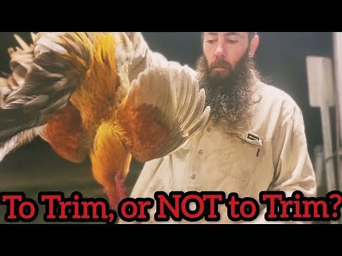 Doing THIS Could SAVE YOUR CHICKENS! (Wing Trimming and Bonus Tips)
