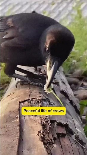 The Peaceful Life of Crows | Nature’s Smartest Birds 🖤🐦‍⬛ #crows #animals