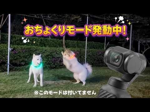 [No holding back] Pet YouTuber gives Osmo Pocket 4 a serious review! Should you upgrade from the 3?!