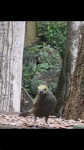 Local bird sighting - a Palm Tanager visits the bird feeder.. The palm tanager, a small-sized bird known for its olive-green feathers, is one of many local bird species which reside in and around the trees at the zoo. Other local types of birds sighted on the zoo's compound include blue-grey tanagers, carib grackles, banaquits, yellow orioles and hummingbirds including copper-rumped hummingbirds, white-necked jacobins, ruby topaz, little hermits and green-throated mangos. #EmperorValleyZoo | Emp