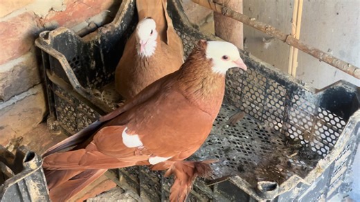 Understanding Pigeon Love and Care