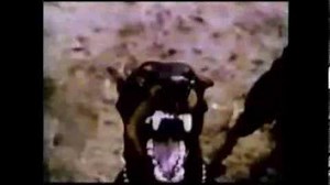 Mad Dog Productions, Universal Television