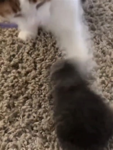 MY CAT GETTING HIT REMIX #kitty #song #edit #funny @1 kitty 1 | cats