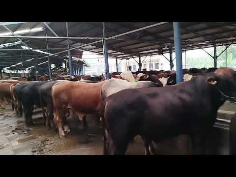 SAPI BALI BERTANDUK PABJANG seperti kijang