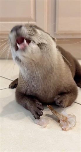 Hungry otter & snapping turtle!