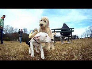 GoPro HD: Beautiful Day at the Dog Park