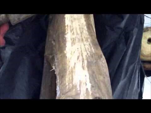 brain tanning deer hides- modern membrane removal and preparing hide for braining: [ part 5 of 10 ]