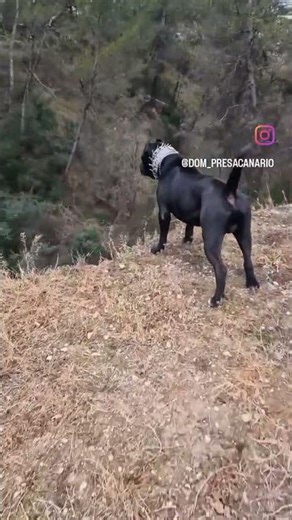 Cane Corso Dog Barking Sound | Powerful Guard Dog Voice | Dangerous Bark 🔥🐶