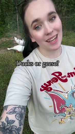 Ducks vs Geese: Key Differences Explained