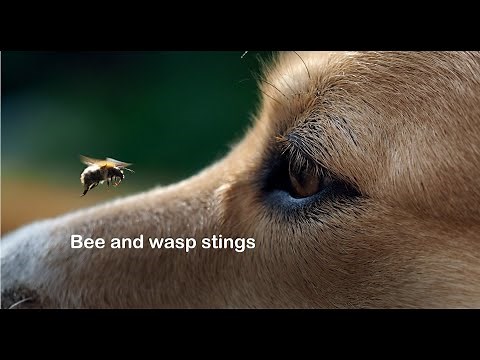 Dog stung by a bee or wasp - Emergency dog first aid from vet Dr Sophie Bell | Dog videos