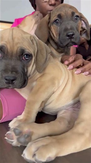 Boerboel Puppies and Pilates Taking Health and Wellness to The Next Level #boerboel #boerboelpuppy