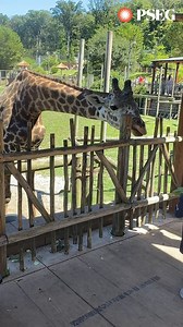 For more than 30 years, we’ve been honored to support the Turtle Back Zoo and their important work. 🐢 This year, a number of our employees and their families participated in the annual Turtle Back Zoo Day of Service, where they: 🐢 Crafted more than 3,000 budgie sticks for birds in the aviary. 🐢 Built cardboard enrichment items to promote the animals’ natural behaviors and encourage play. 🐢 Removed 135 pounds of trash from the reservoir around the zoo. 🐢 Measured every window at the zoo to h