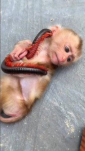 Silly Millipede Teases the Monkey—What Happens Next? 🐒🐛 #shortvideo #millipede #monkey