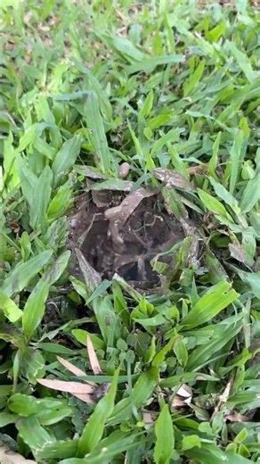 How We Make Hidden Water Leaks LOUDER | Brisbane Leak Detection