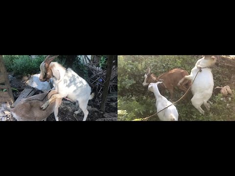 Goat in Heat//Goats Joining heavy today