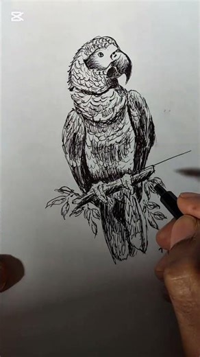 parrot portrait #art #birds #parrot #sketch #painting #artwork