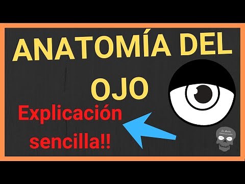 ANATOMÍA DEL OJO humano 👁(explicación FÁCIL Y SENCILLA)