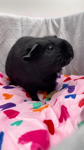 Rumi is looking for some friends! Rumi is a single very young female guinea pig looking for home where she can join some other girlies. If you’re looking to add a single to your herd please fill out our adoption application 🖤 #oregonsmallanimalresources #animalrescue #guineapig #guineapigrescue #oregon