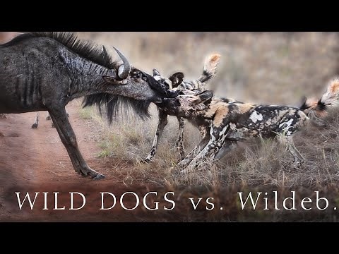 Wild Dogs Killing Wildebeest, WARNING: GRAPHIC Content from Madikwe