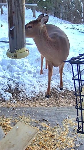 Whitetail Deer #whitetail #deer