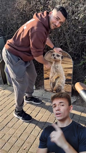 Testando a força dos animais #animais #curiosidades #animaisnotiktok #animaisselvagens #animal