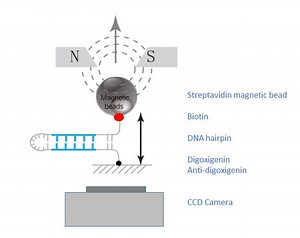 Single molecule magnetic sequencing - Alchetron, the free social encyclopedia
