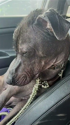 🐕 Meet Nacho! 🐾