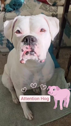 166K views · 6.7K reactions | Anyone else have an attention hog? #whiteboxer #boxerdog | Its a Boxer Dog Life | Facebook