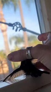 Rescued baby hummingbird stuck in spiders web and then 💕💕💕 #Amazing #animals #love #fyp #pet | Rabab Pasisie