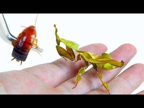會跳舞的樹葉，幽靈螳螂吃蟑螂！Dancing Leaf, Ghost Mantis Eating