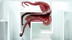 Mark Rober Builds Underwater Maze to Test the Inventive Intelligence of an Octopus