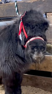 77K views · 1.4K reactions | Pony Auction! Wait Till The End ❤️ | Free Spirit Equestrian | Facebook