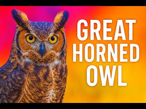 Great Horned Owl | Stunning Wildlife Footage from Arizona
