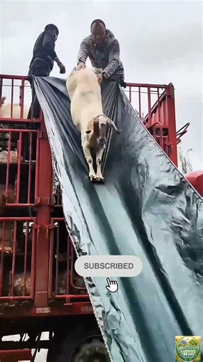 Creative DIY Slide Method for Unloading Sheep From Transport Truck #agritech #satisfying #viral