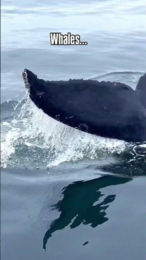 California whale watcing