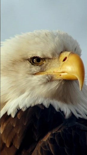 This chemical almost wiped out eagle populations #shorts #eagles #birds #ddt #science #novapbs