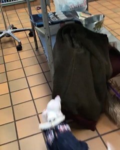 Flashback to Piggy’s 2 year Gotcha Day weekend in March, 2019. There was no worry with masks, distancing, or anything to do with pandemics. Piggy’s nose is sharp, as we all know. He knew he had found Monica when he came across her jacket. But it didn’t hit him that she wasn’t actually there bc he was so interested in finding the pocket of treats. Of course, when he did realize Monica was there next to her jacket, the tail starts, the excitement begins, and so does the entertainment for everyone 