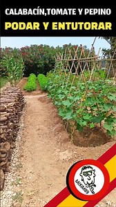 Así de FÁCIL es Podar y Entutorar Tomates, Pepinos y Calabacines 🍅🥒 by mixim89
