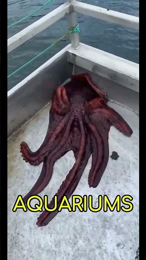 This Octopus is a Genius Escape Artist! 🐙💨