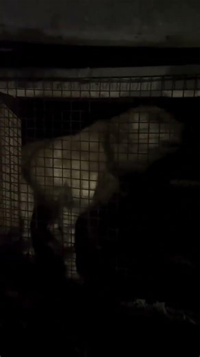 Champ, our old Lab was rescued after enduring 10 years confined to in a tiny, hellish, filthy cage.